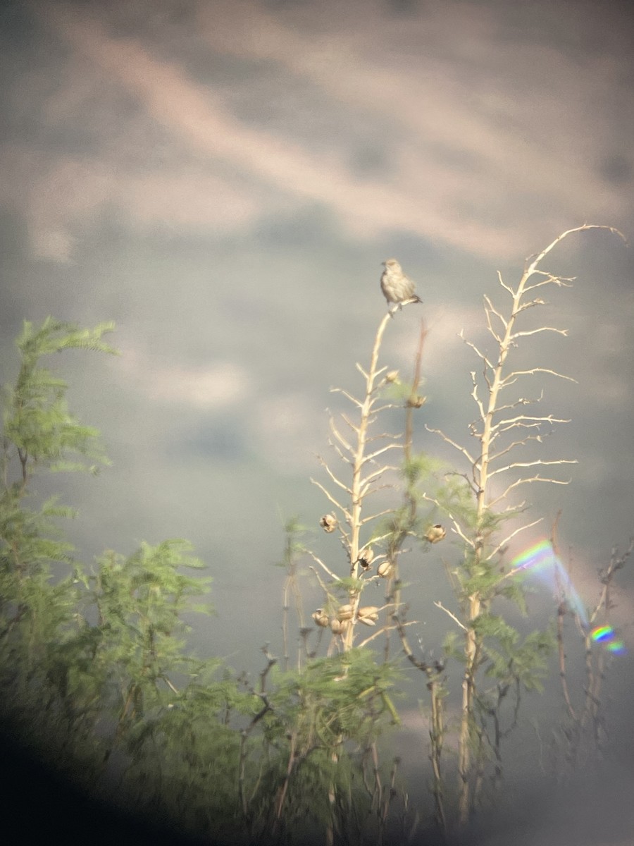 Bendire's Thrasher - ML641813731