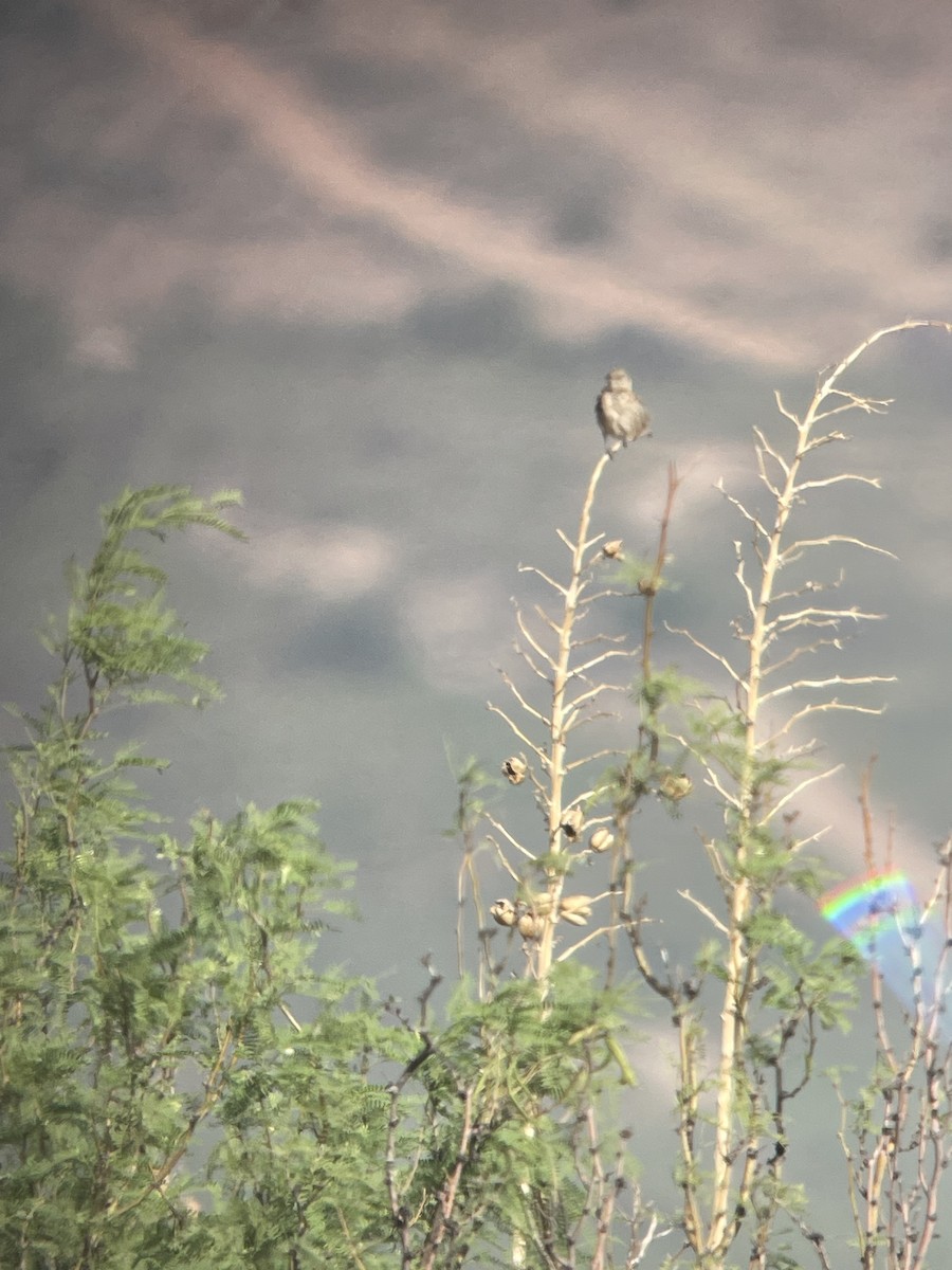 Bendire's Thrasher - ML641813732