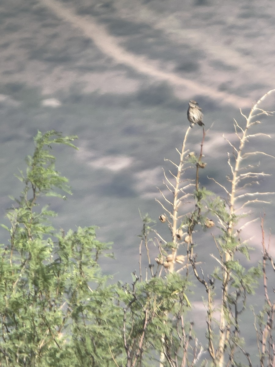 Bendire's Thrasher - ML641813733
