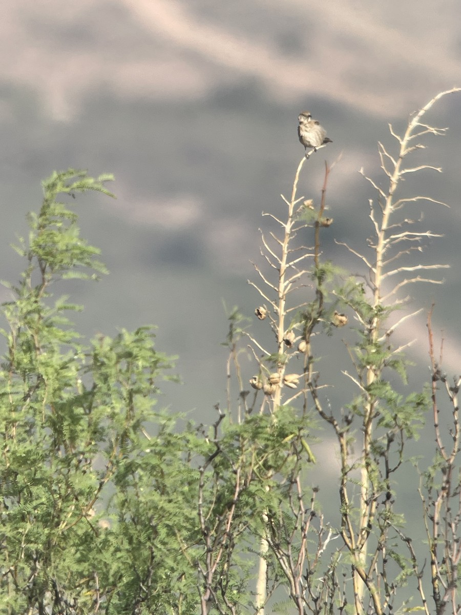Bendire's Thrasher - ML641813734