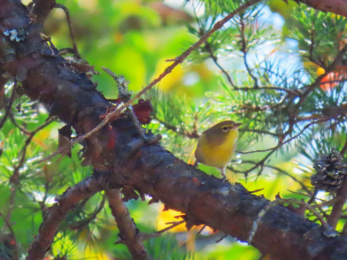 Pine Warbler - ML641813735