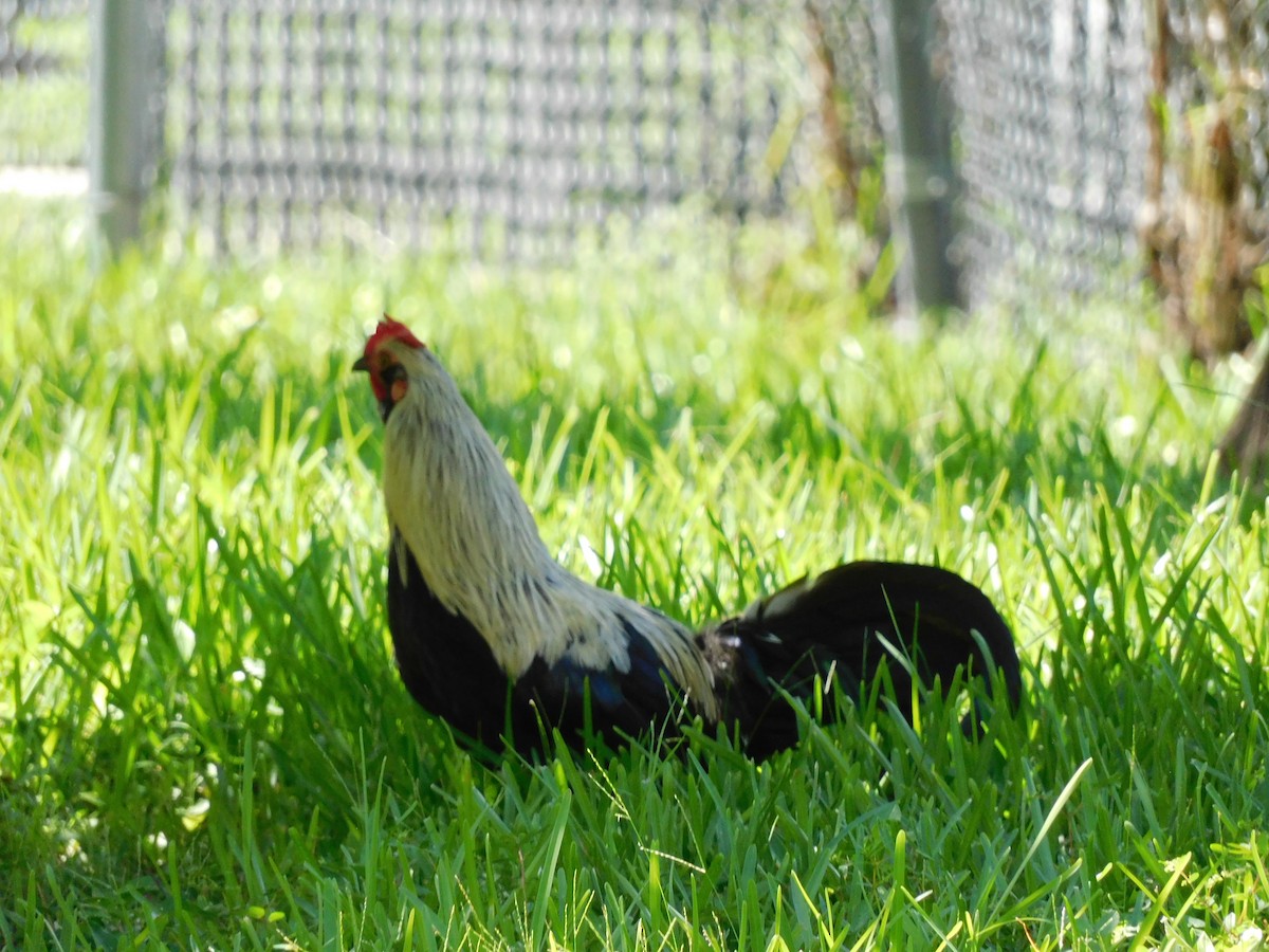Red Junglefowl (Domestic type) - ML641813768