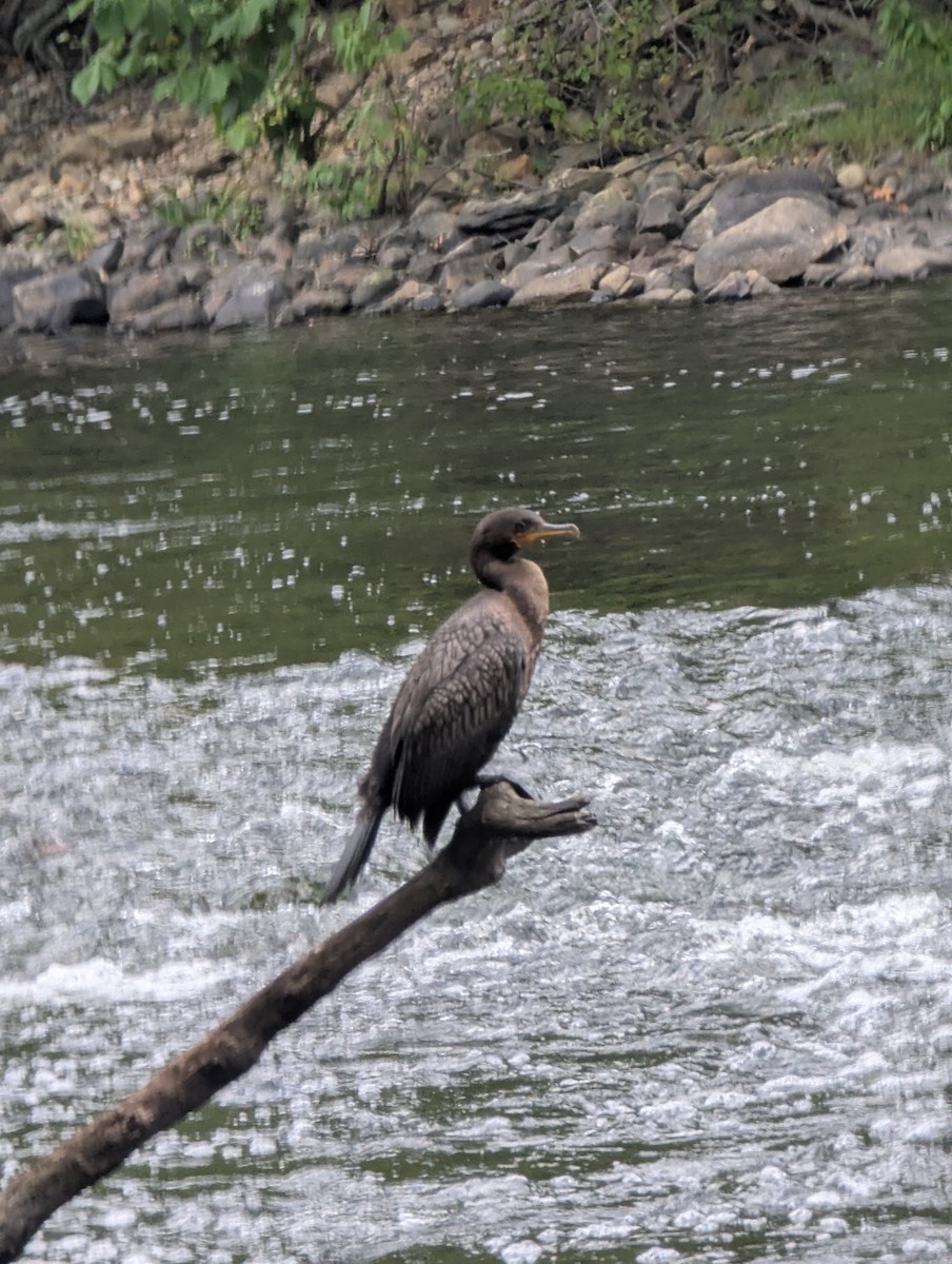Double-crested Cormorant - ML641813775