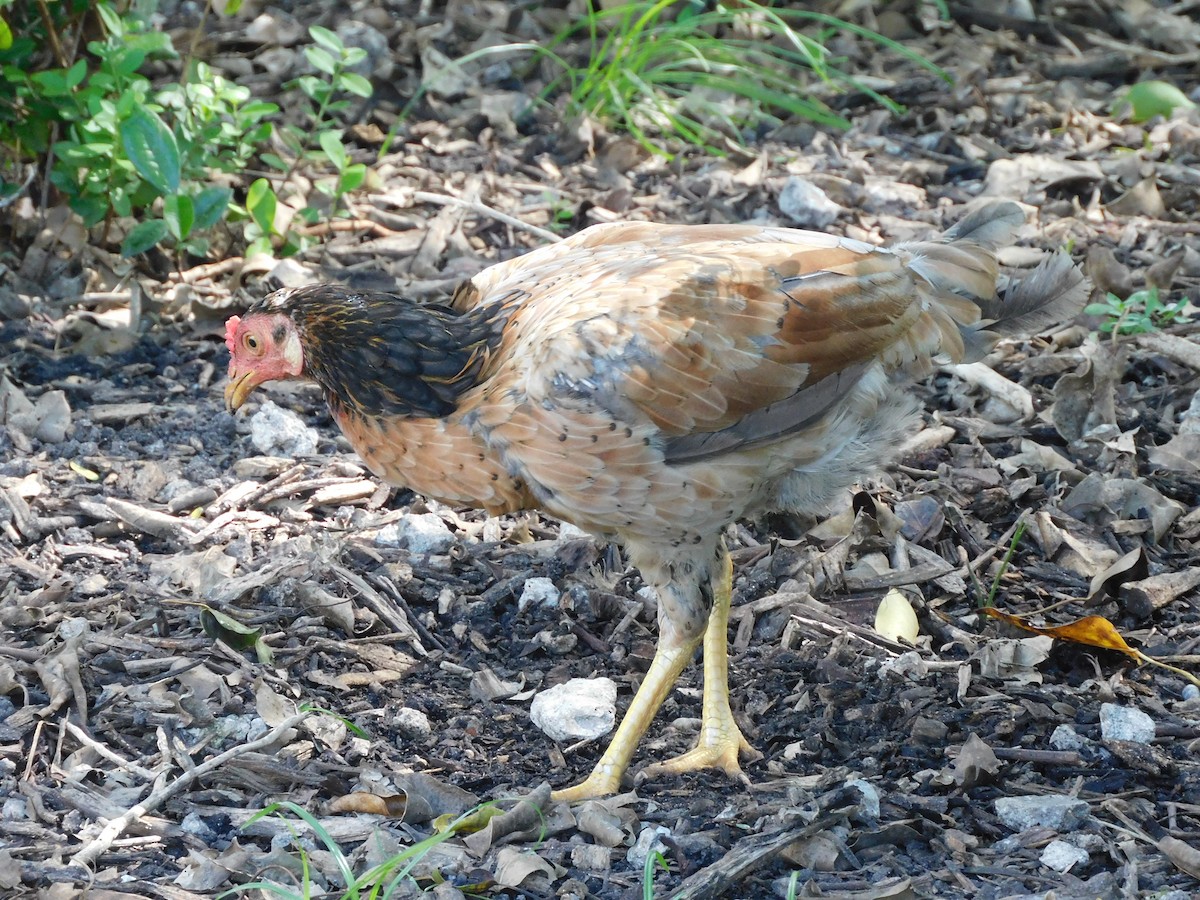 Red Junglefowl (Domestic type) - ML641813780
