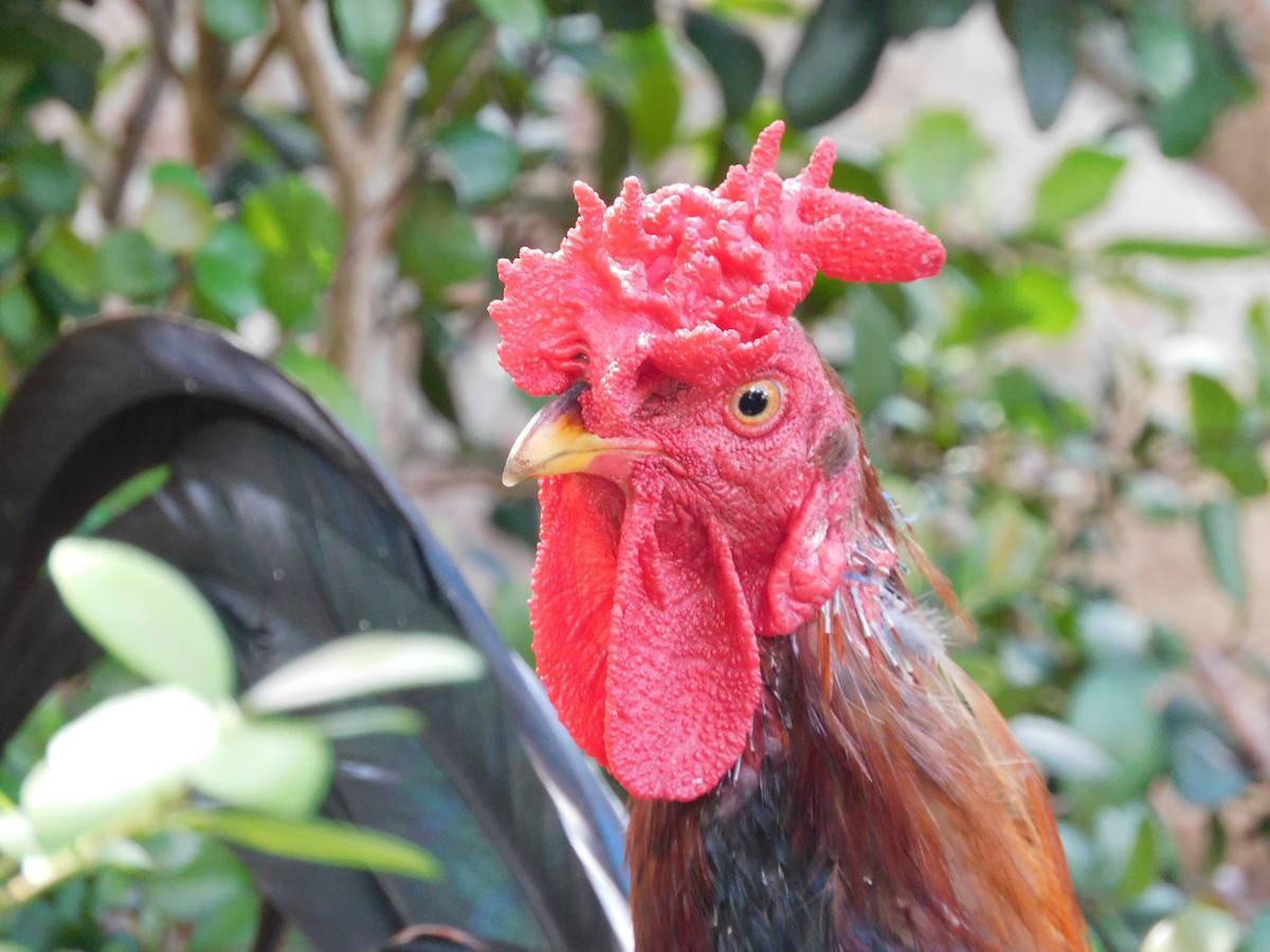 Red Junglefowl (Domestic type) - ML641813801