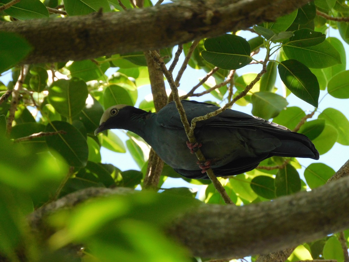 White-crowned Pigeon - ML641813827