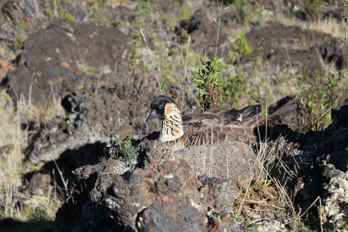 Nene - ML641813829