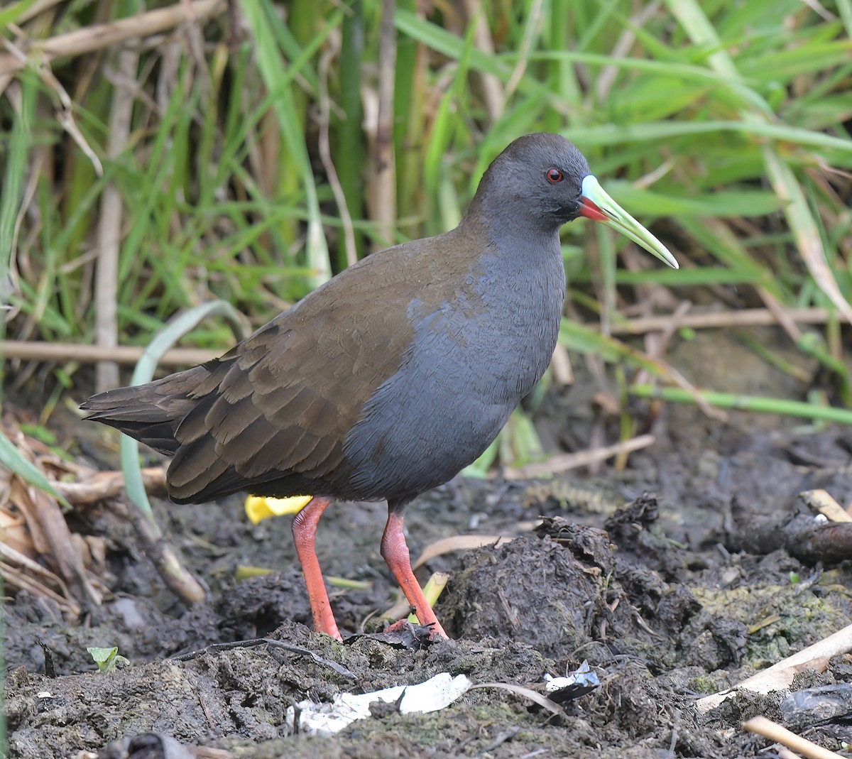 Plumbeous Rail - ML641813841