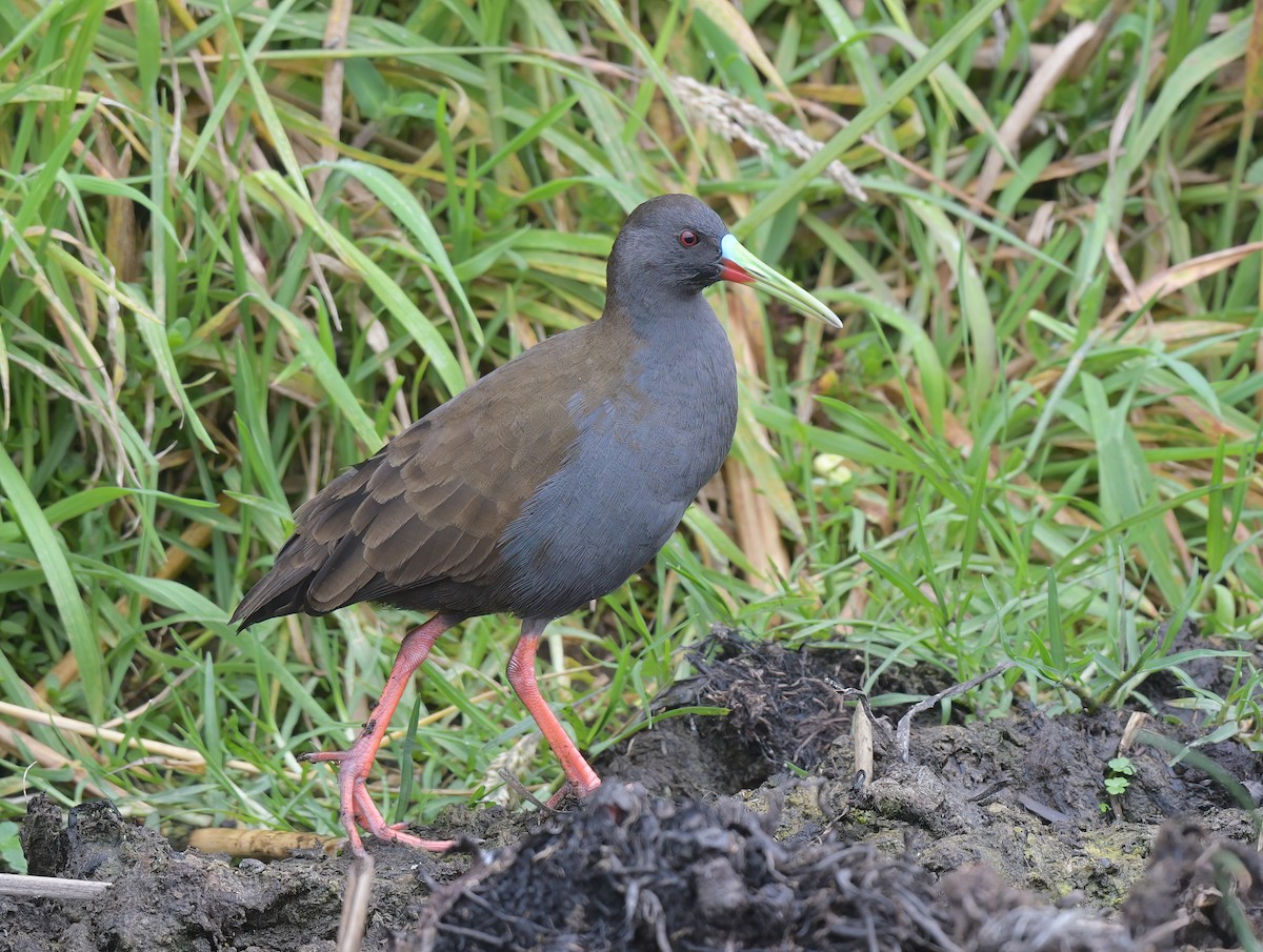 Plumbeous Rail - ML641813842