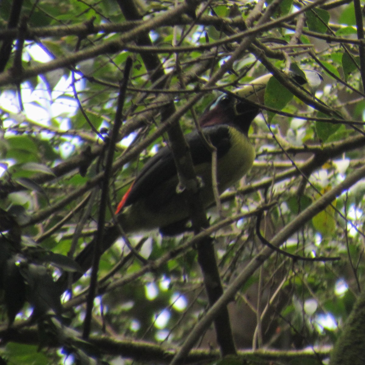 Lettered Aracari - ML641813860