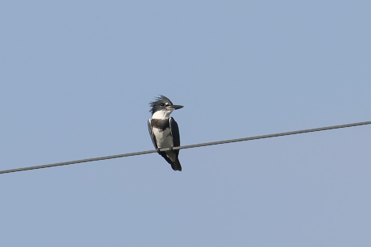 Belted Kingfisher - ML641813892