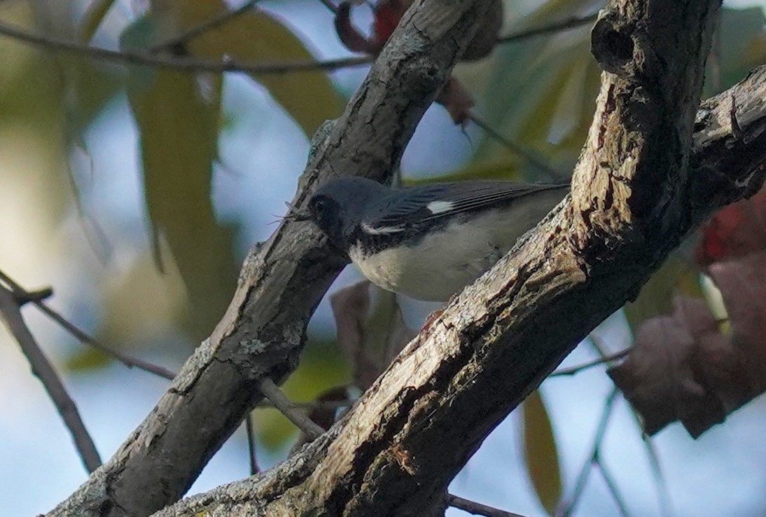 Black-throated Blue Warbler - ML641813898