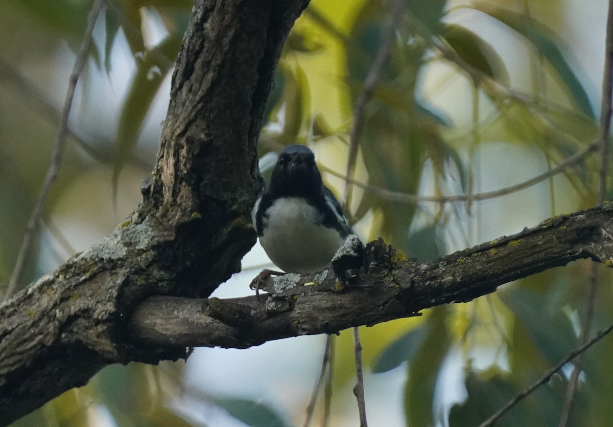 Black-throated Blue Warbler - ML641813905