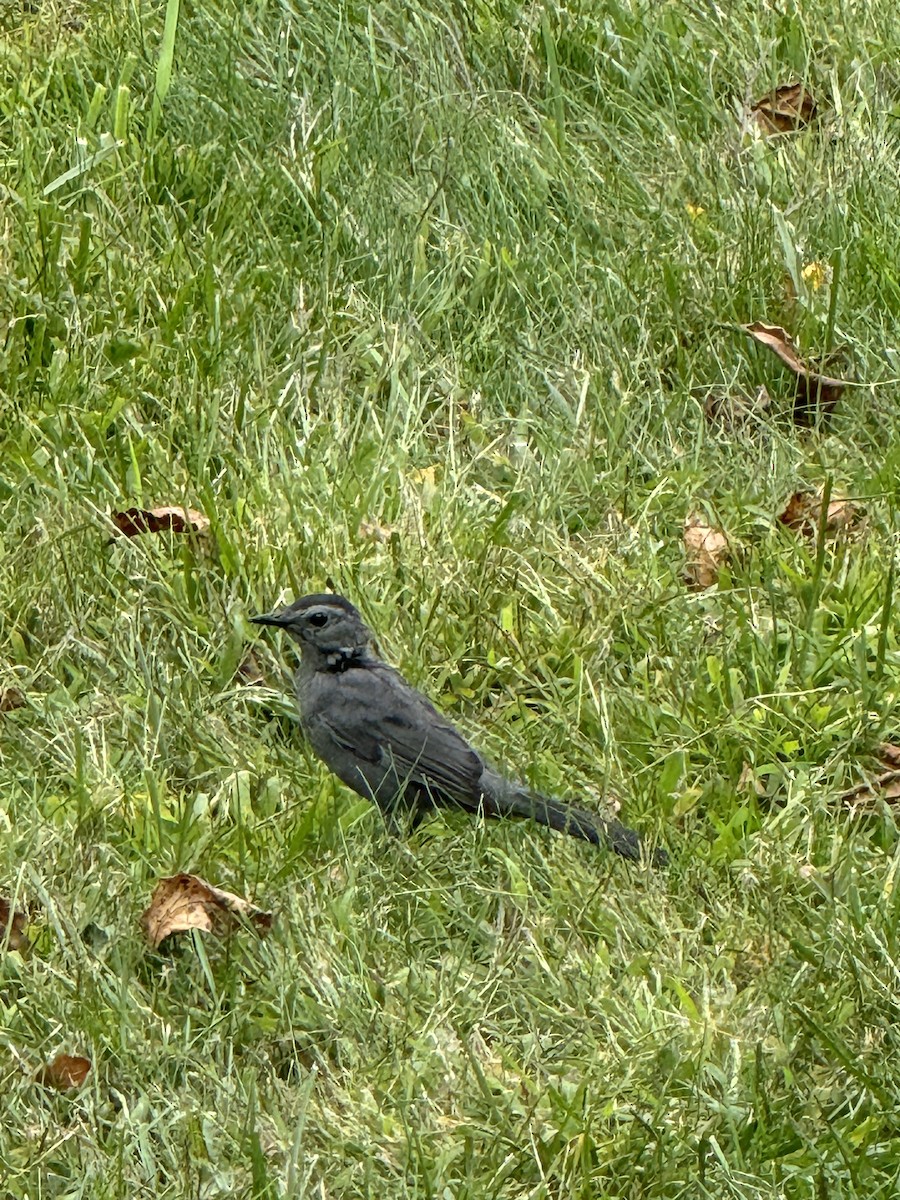 Gray Catbird - ML641813939