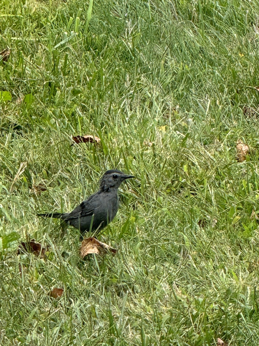 Gray Catbird - ML641813940