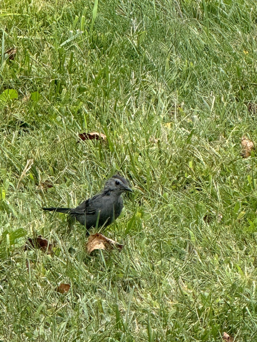 Gray Catbird - ML641813941