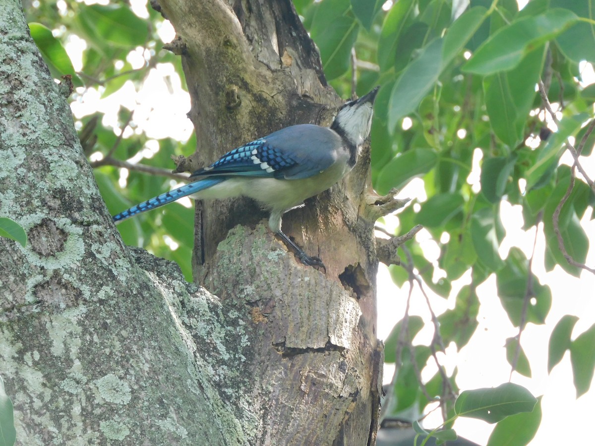 Blue Jay - ML641813943