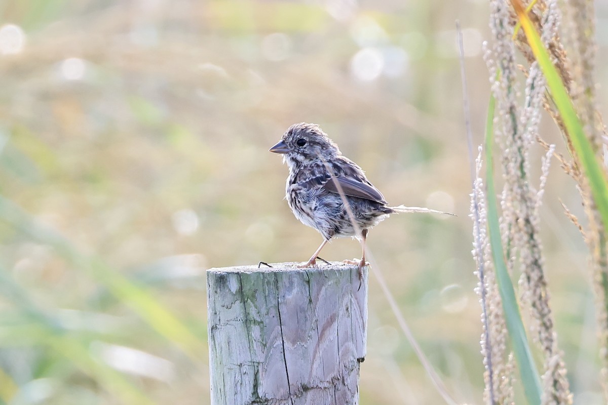 Song Sparrow - ML641813948