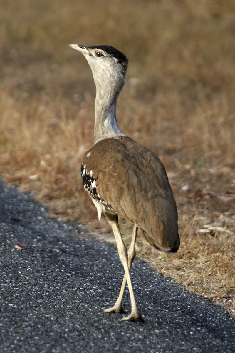 Australian Bustard - ML641813950
