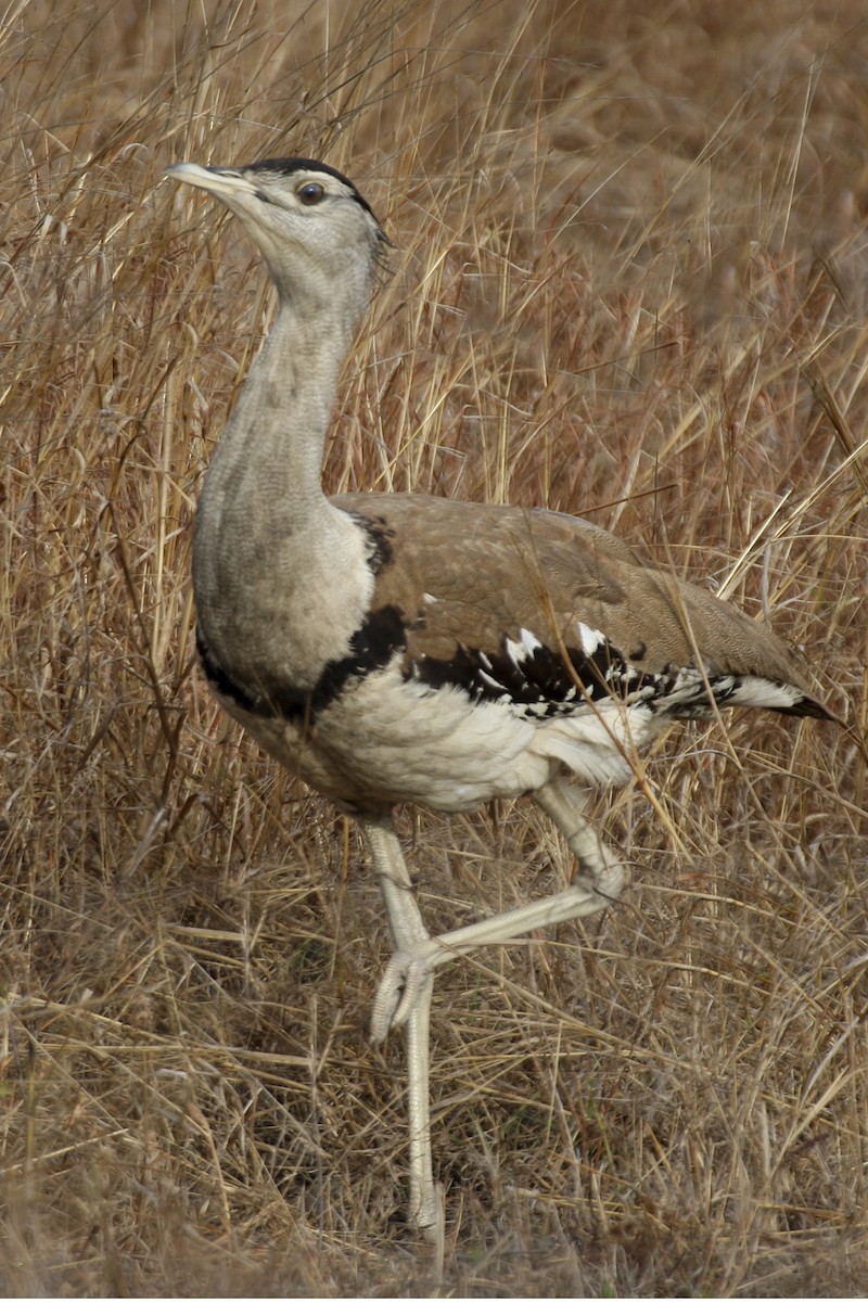 Australian Bustard - ML641813951