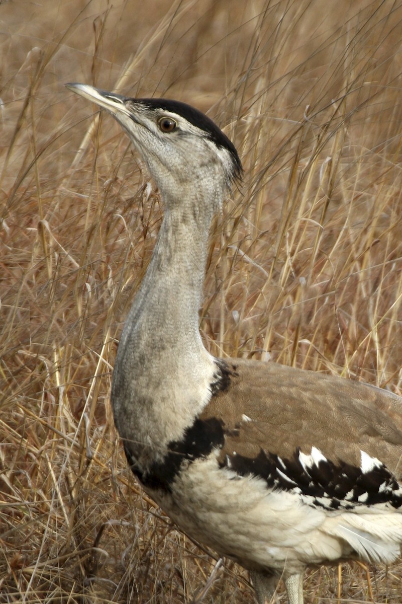 Australian Bustard - ML641813952