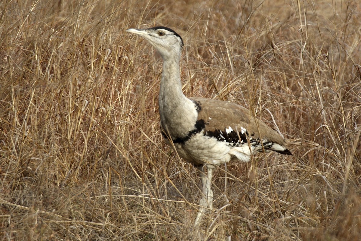 Australian Bustard - ML641813953