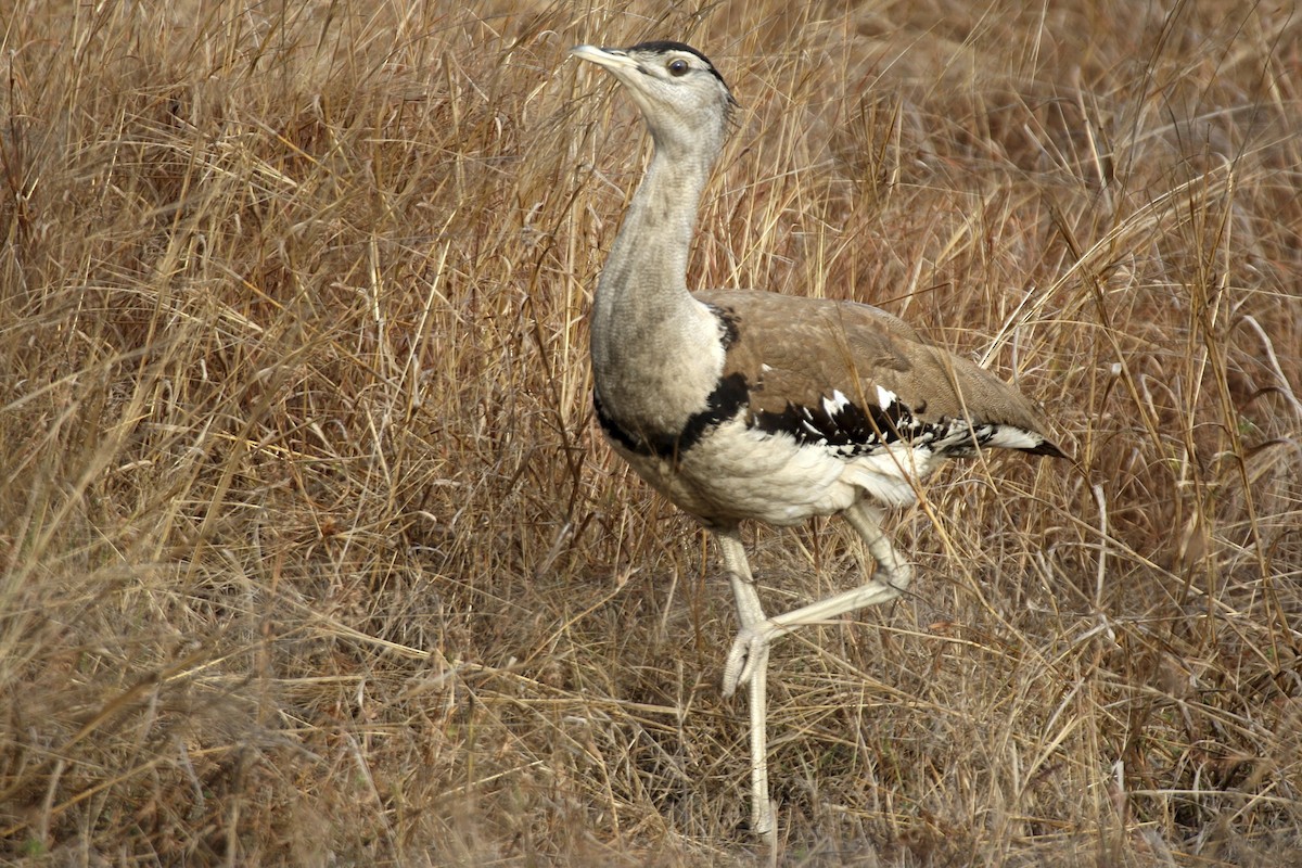 Australian Bustard - ML641813954