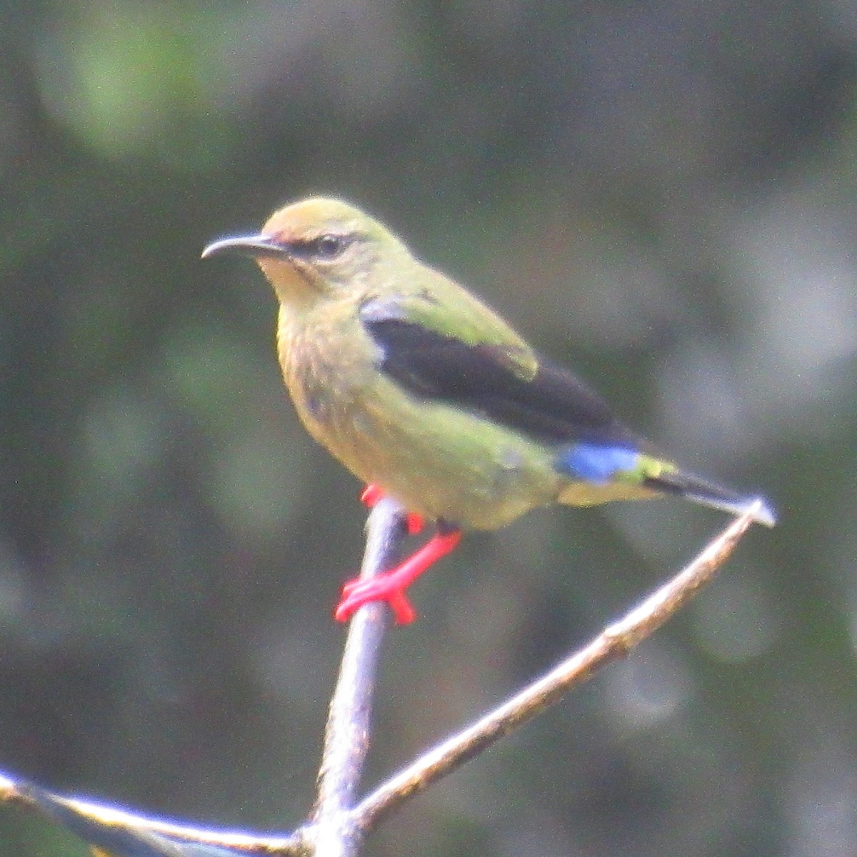 Red-legged Honeycreeper - ML641813957