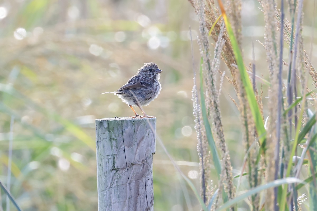 Song Sparrow - ML641813964