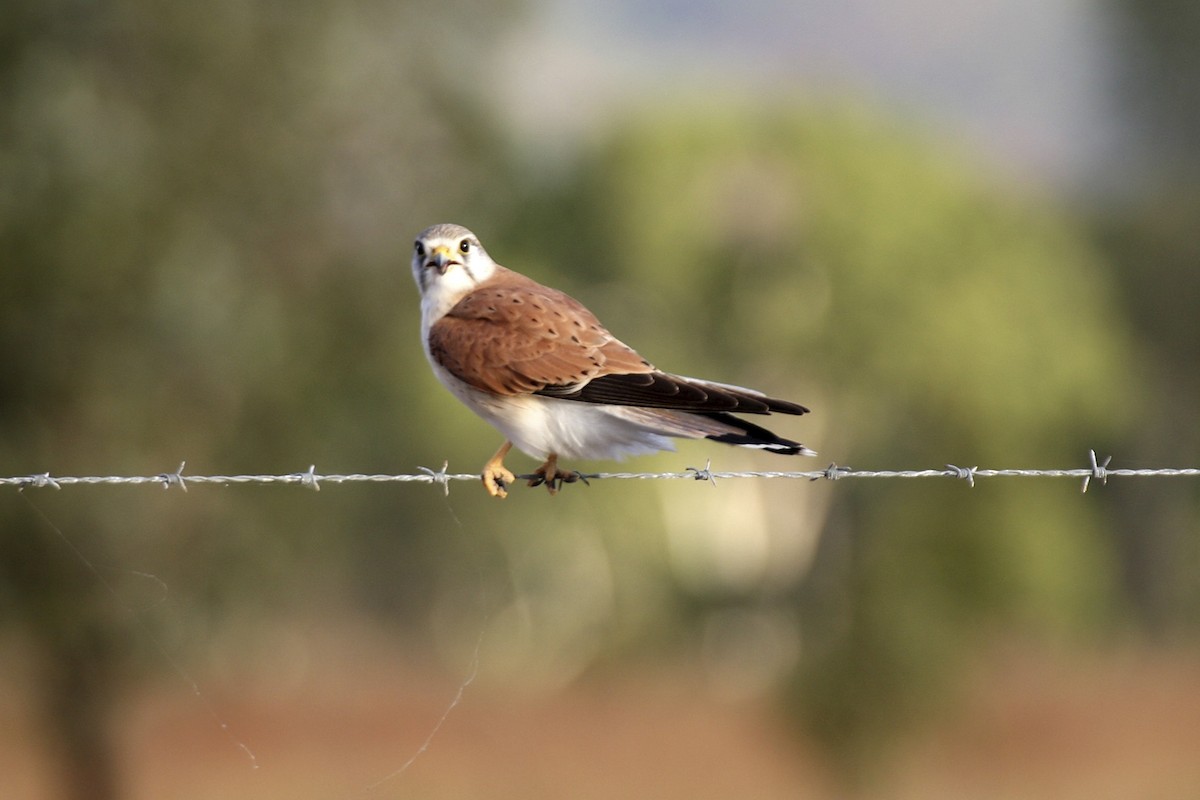 Nankeen Kestrel - ML641813985