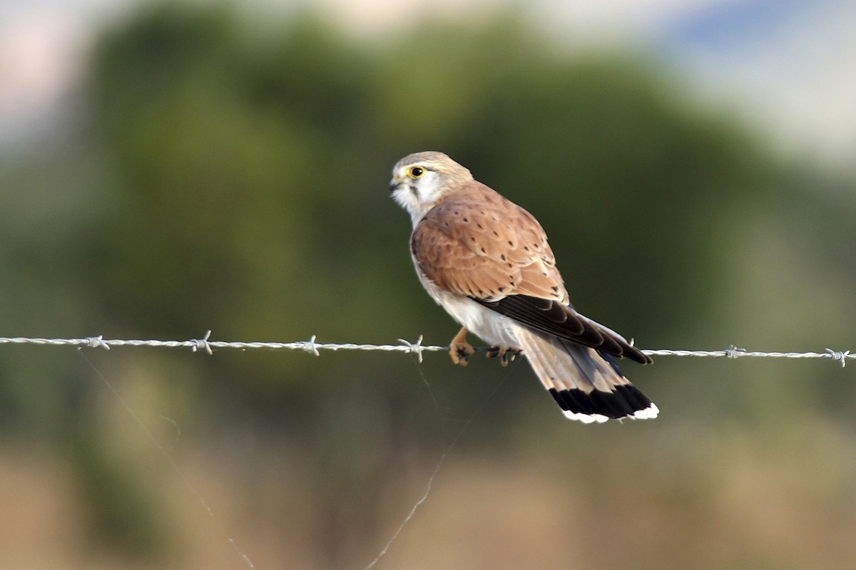 Nankeen Kestrel - ML641813986
