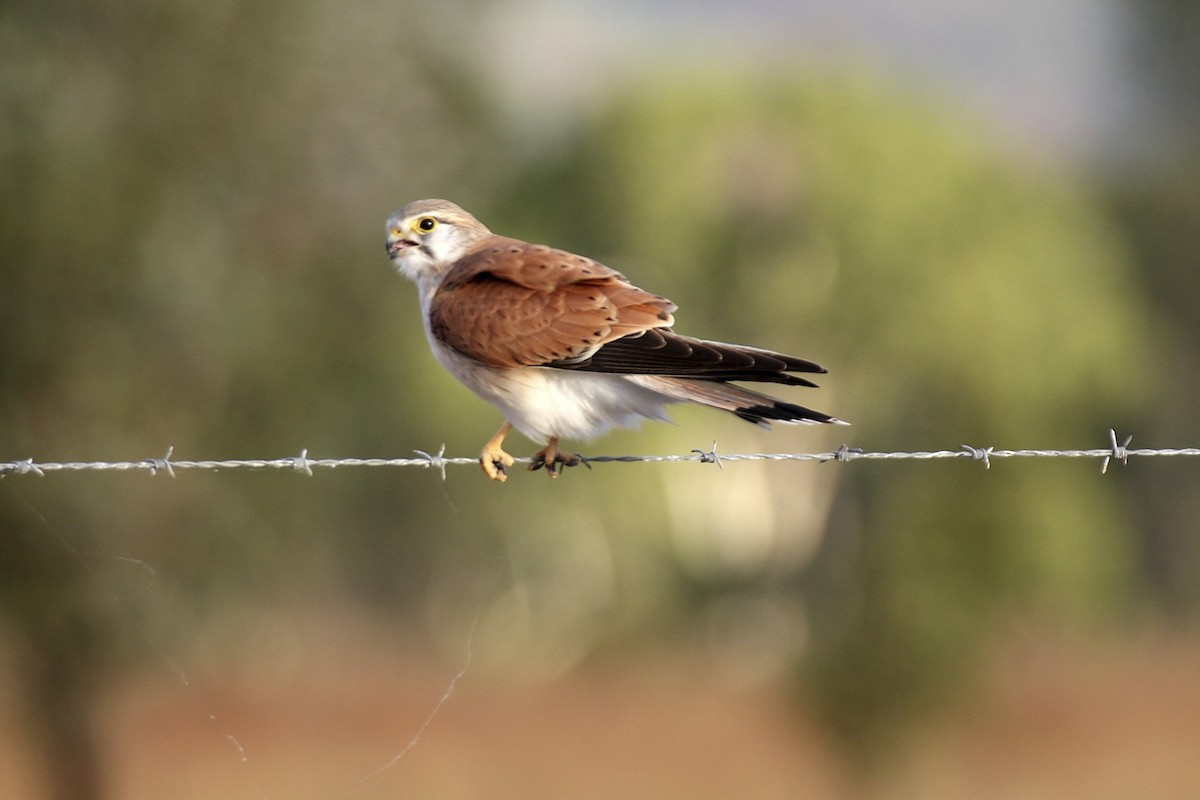 Nankeen Kestrel - ML641813987