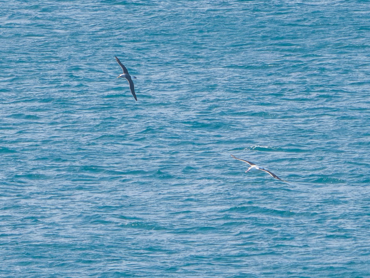 Northern Royal Albatross - ML641813996