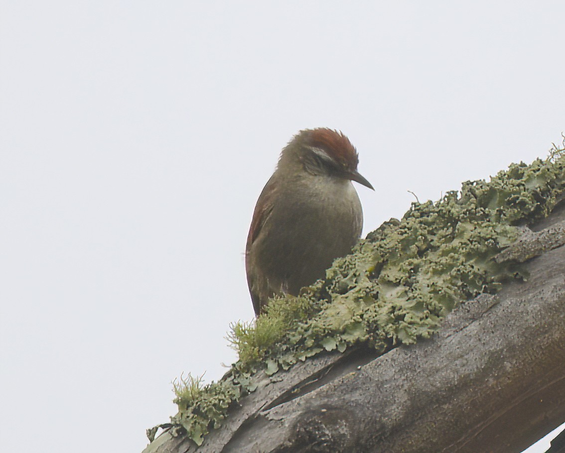 Line-cheeked Spinetail - ML641814048