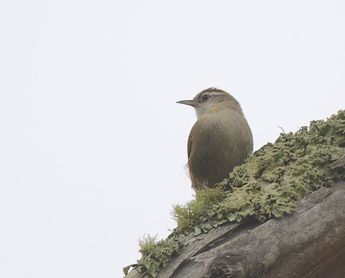 Line-cheeked Spinetail - ML641814049