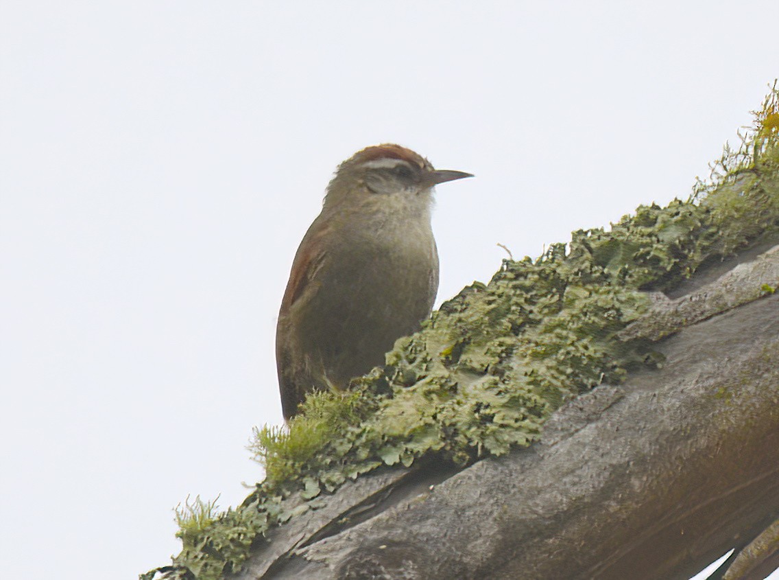 Line-cheeked Spinetail - ML641814050