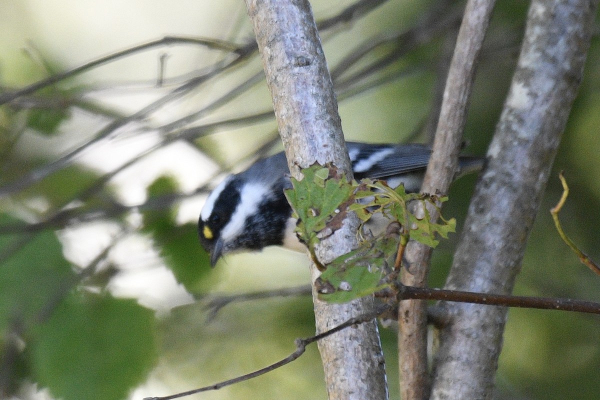 Black-throated Gray Warbler - ML641814061