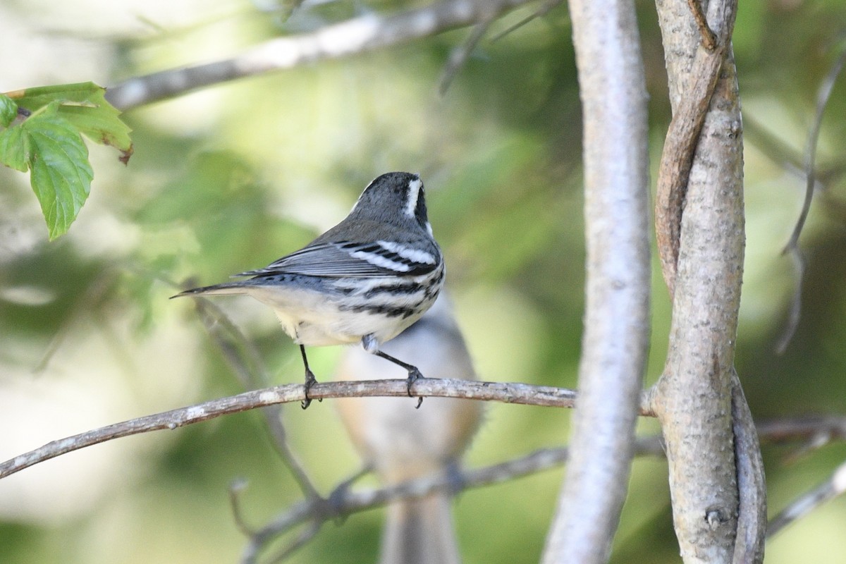 Black-throated Gray Warbler - ML641814062