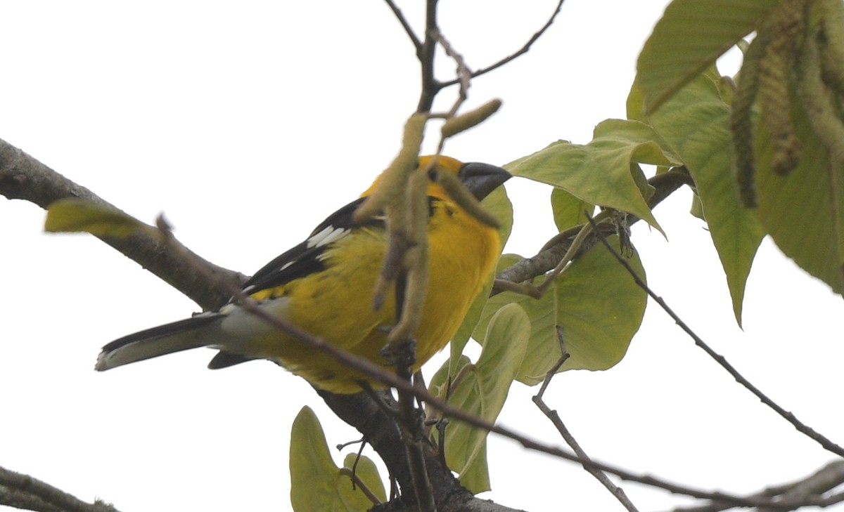 Golden Grosbeak - ML641814065