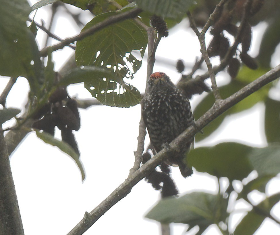 Speckle-chested Piculet - ML641814077