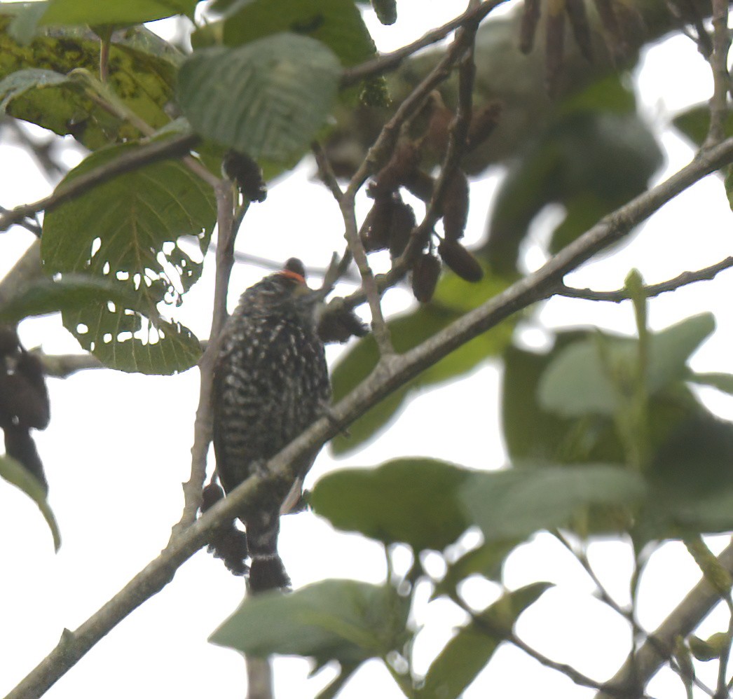 Speckle-chested Piculet - ML641814078