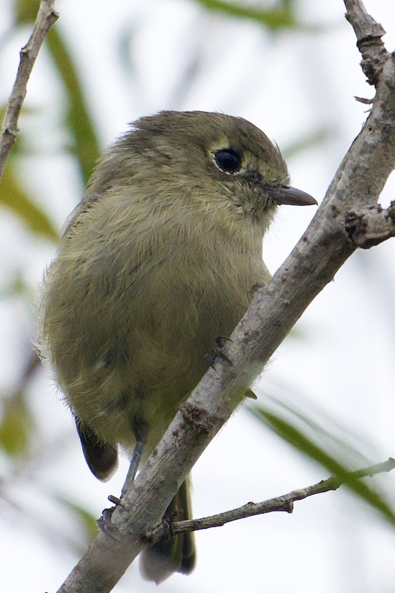 Hutton's Vireo - ML641814080