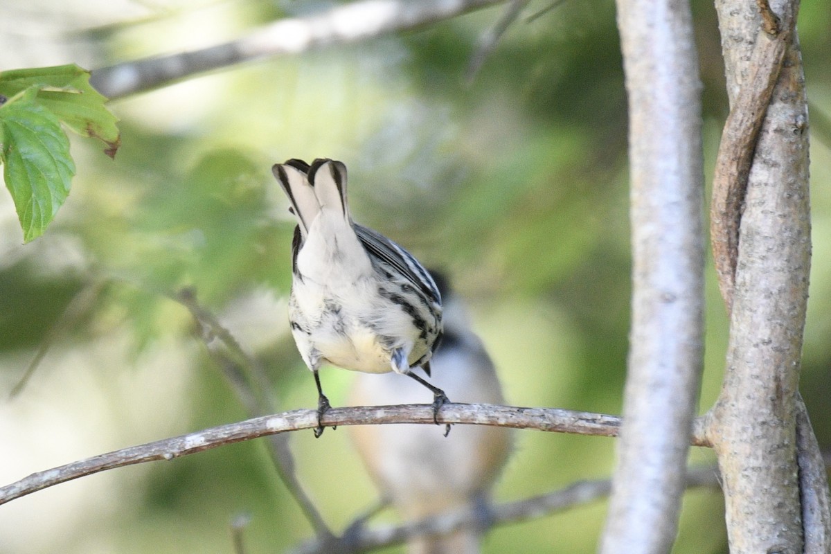 Black-throated Gray Warbler - ML641814081