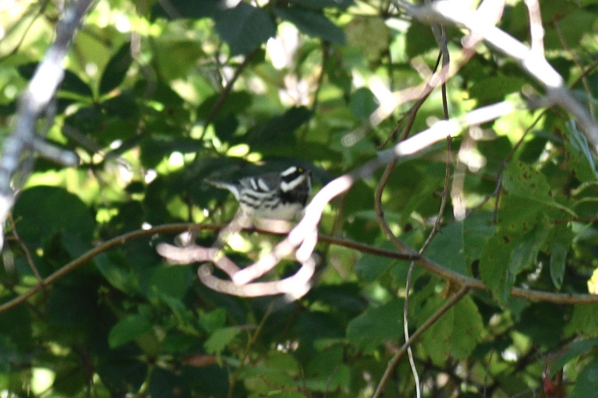 Black-throated Gray Warbler - ML641814083