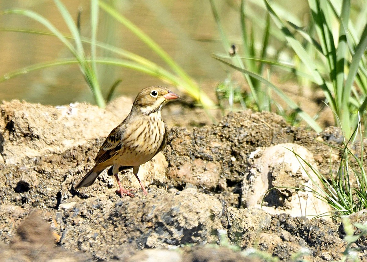 strnad zahradní - ML641814103