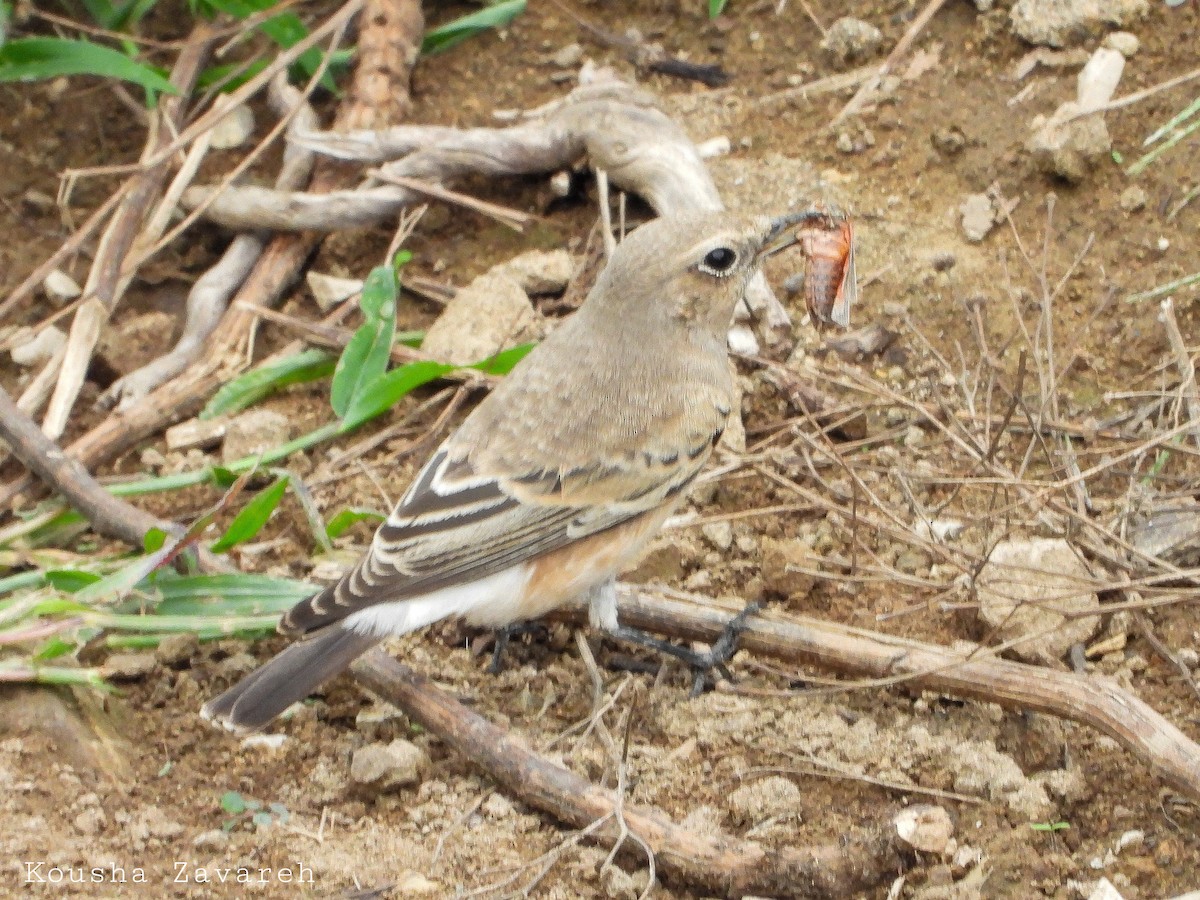 wheatear sp. - ML641814104