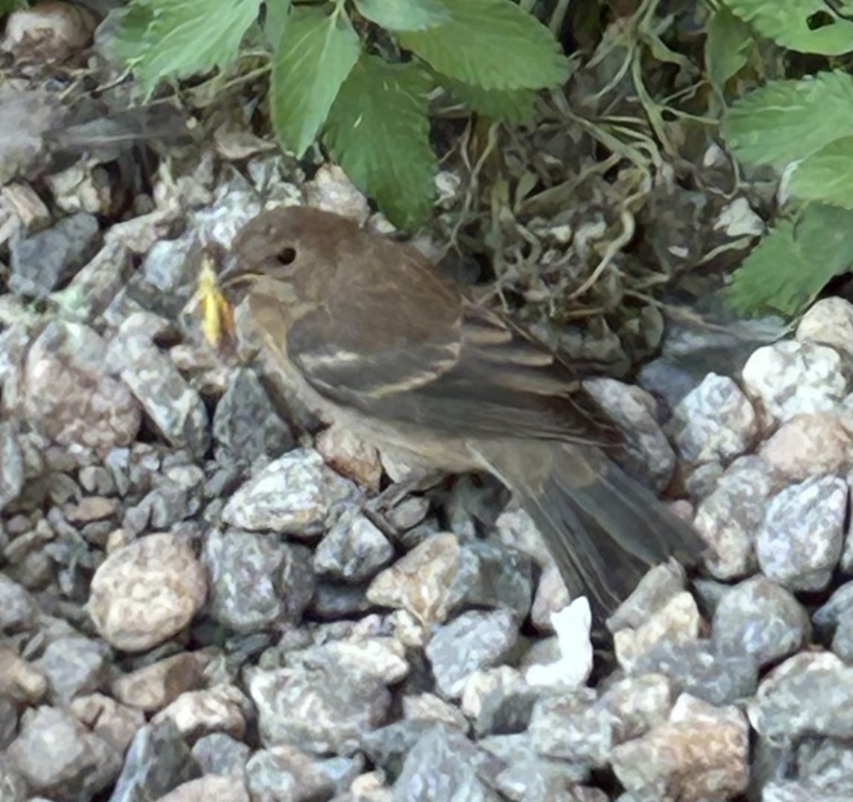Lazuli Bunting - ML641814108