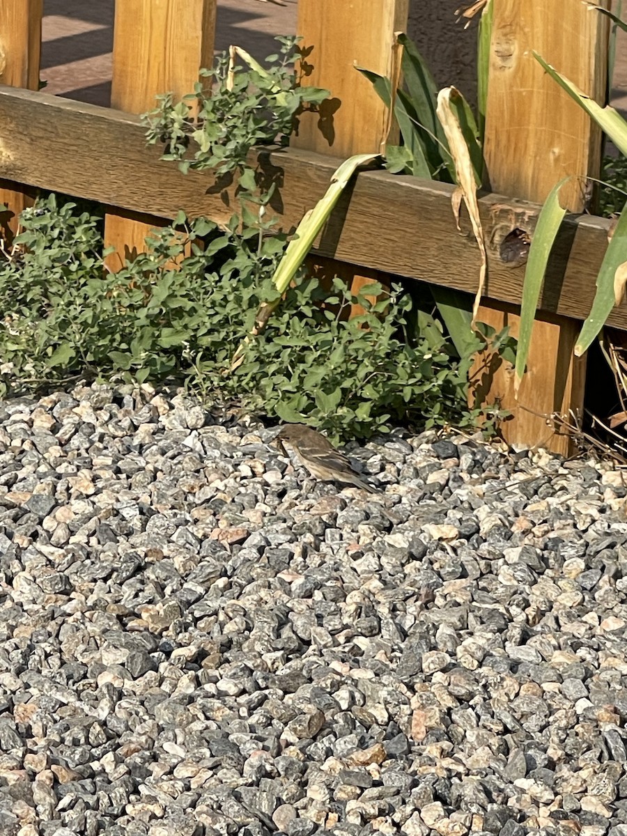 Lazuli Bunting - ML641814110