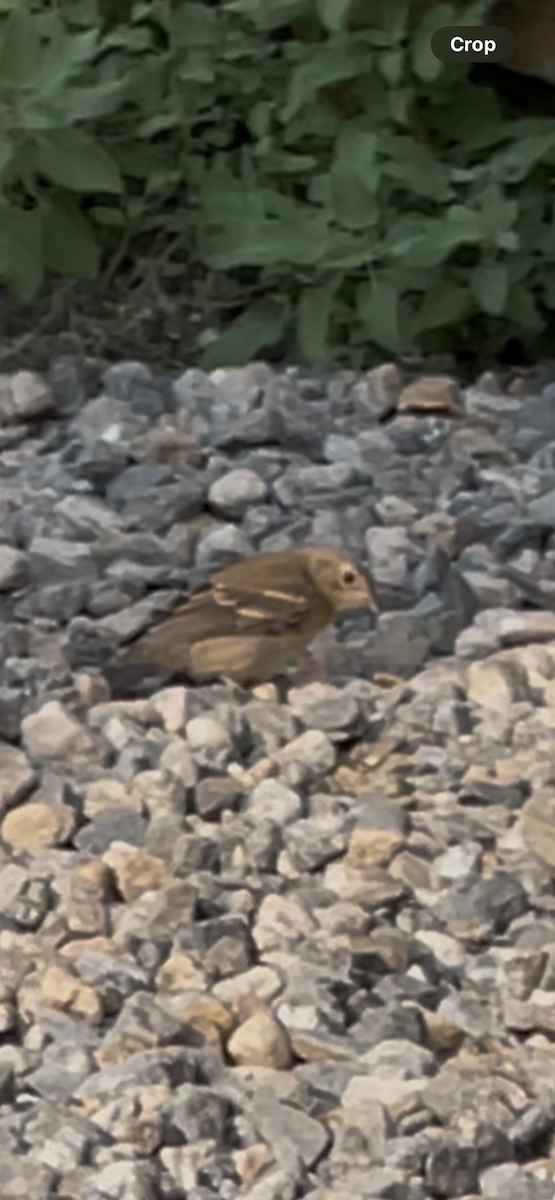 Lazuli Bunting - ML641814111