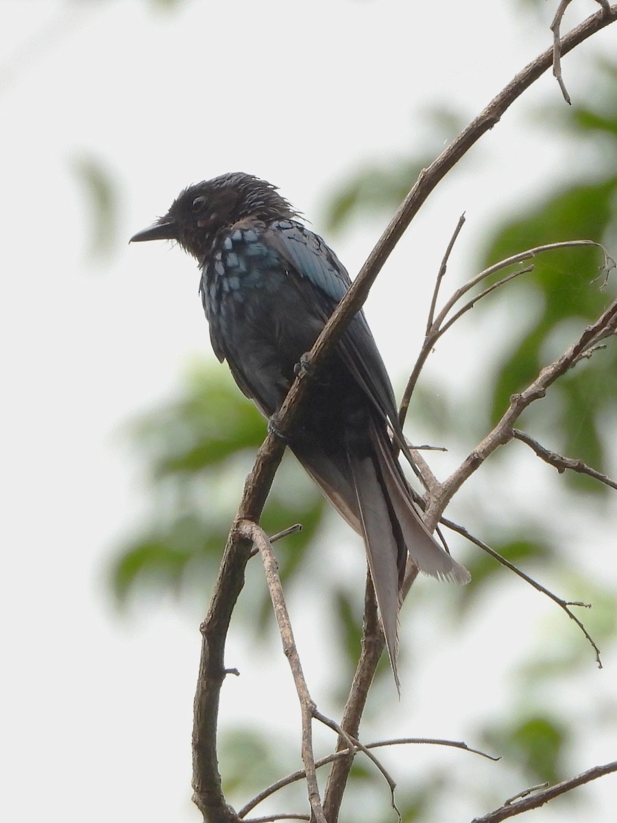 Bronzed Drongo - ML641814162